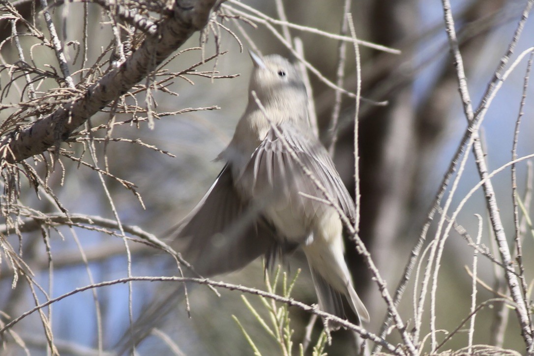 Lucy's Warbler - ML614526215