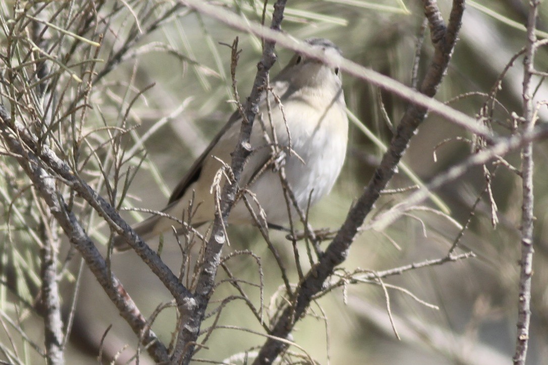 Lucy's Warbler - ML614526216