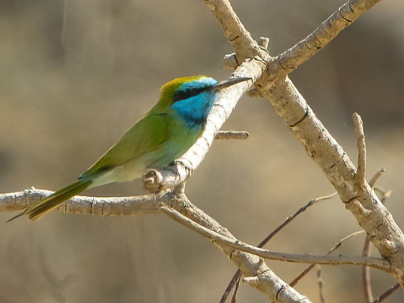 Arabian Green Bee-eater - Eric Francois Roualet