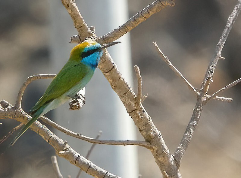 Arabian Green Bee-eater - Eric Francois Roualet