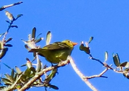 Western Tanager - ML614526341