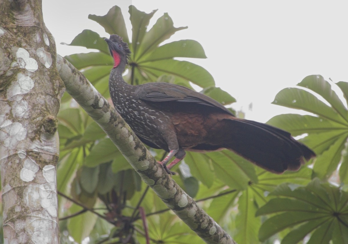 Crested Guan - ML614526356
