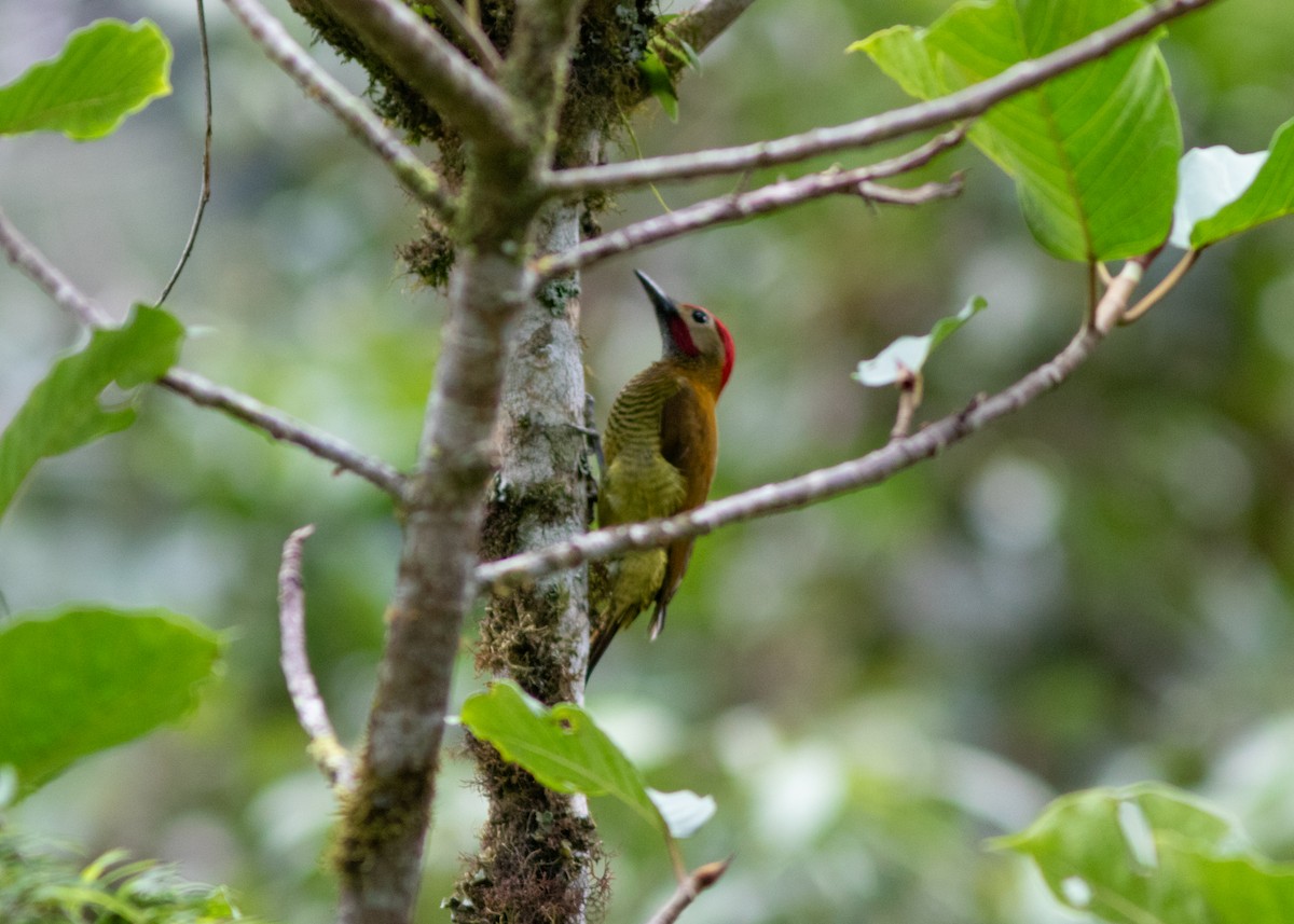 Golden-olive Woodpecker - ML614526478
