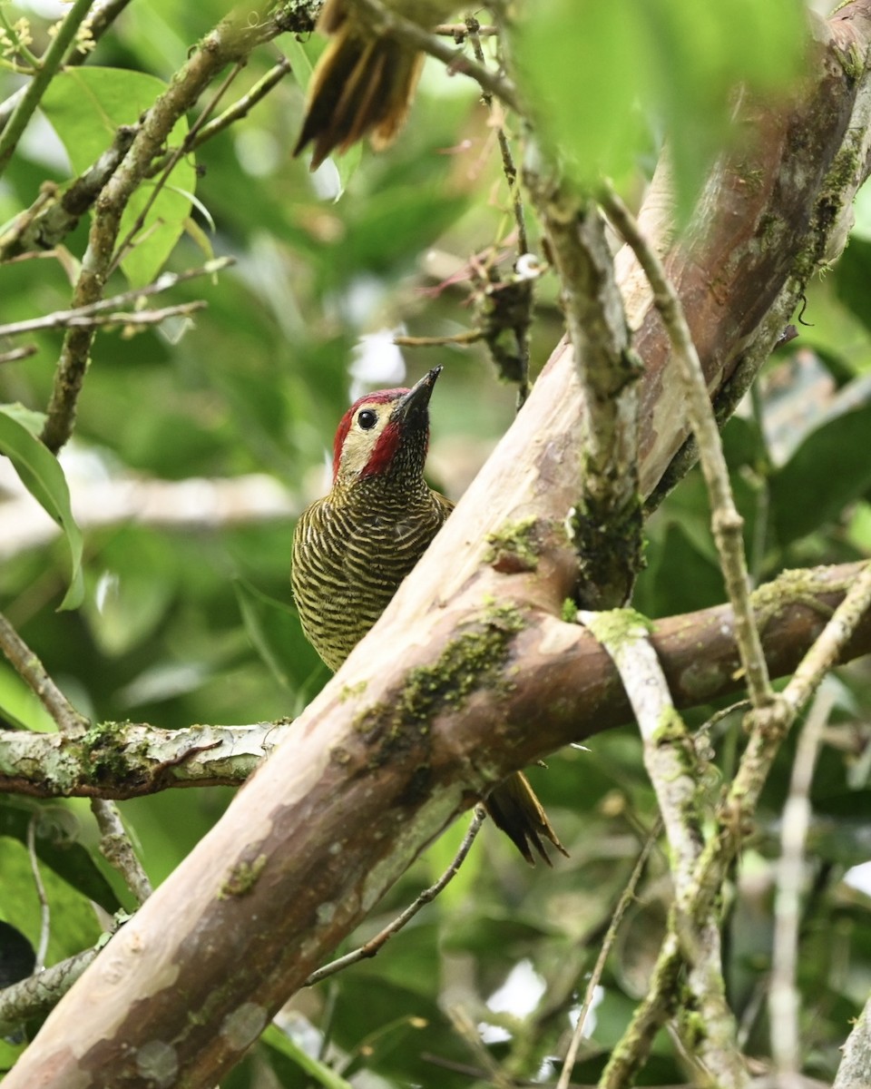 Golden-olive Woodpecker (rubripileus) - ML614526630