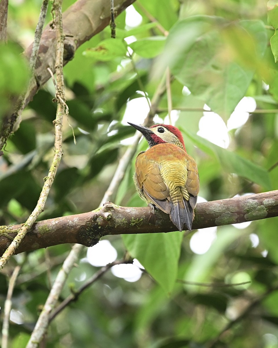 Golden-olive Woodpecker (rubripileus) - ML614526631