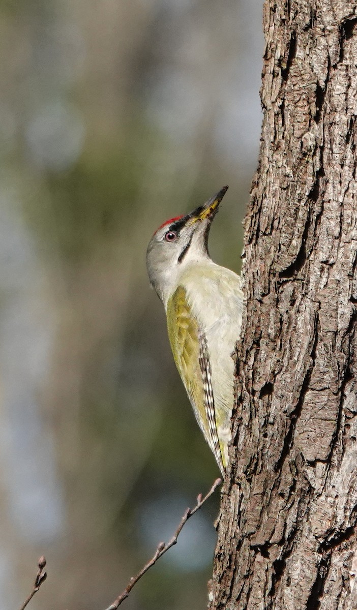 Gray-headed Woodpecker - ML614526765