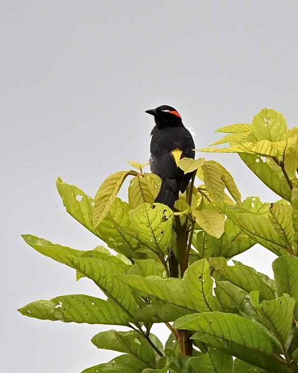 Scarlet-browed Tanager - ML614526773
