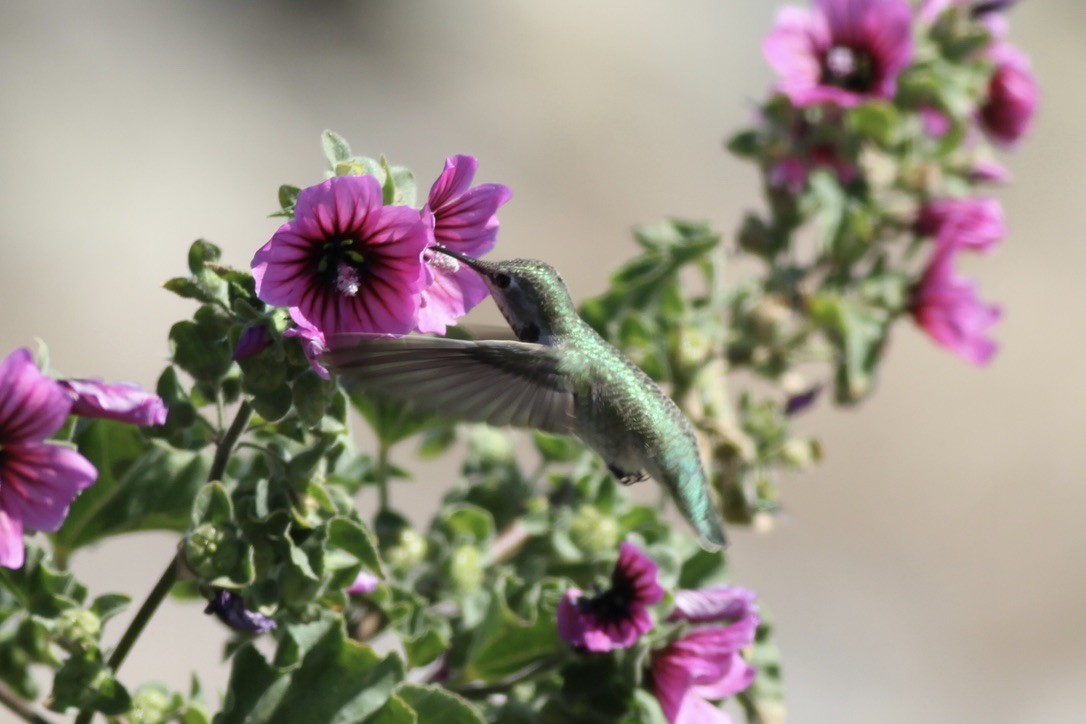 Anna's Hummingbird - ML614526970