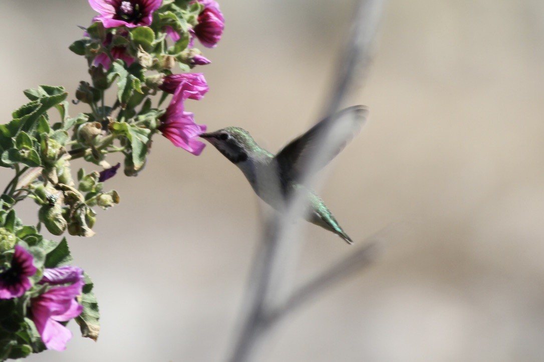 Anna's Hummingbird - ML614526971