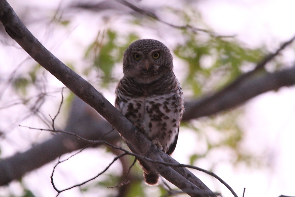 African Barred Owlet - ML614527042