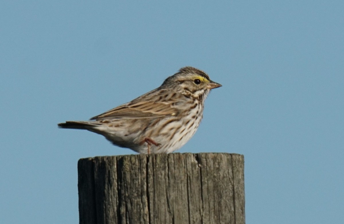 Savannah Sparrow - ML614527415