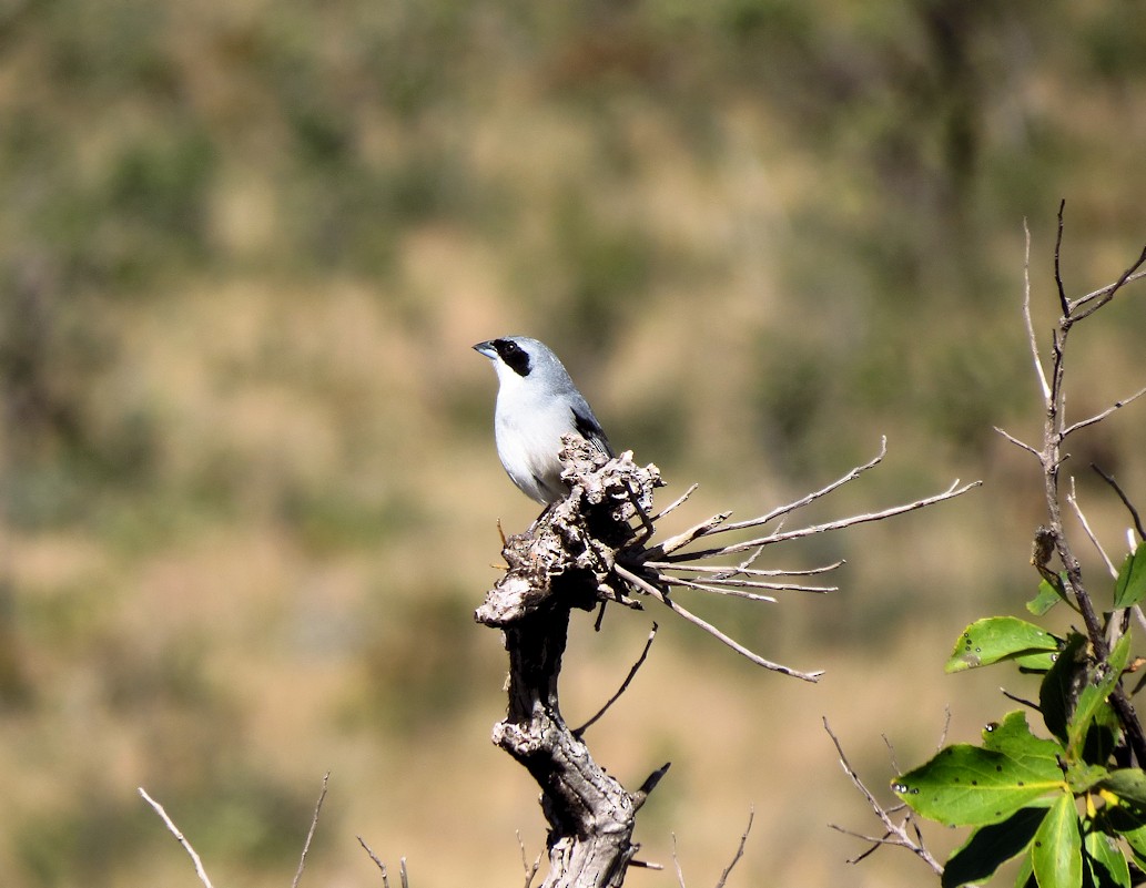 White-banded Tanager - ML61452751