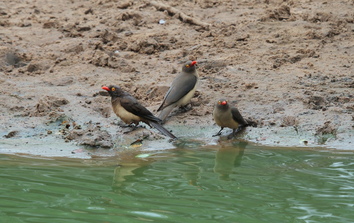 Red-billed Oxpecker - ML614527575