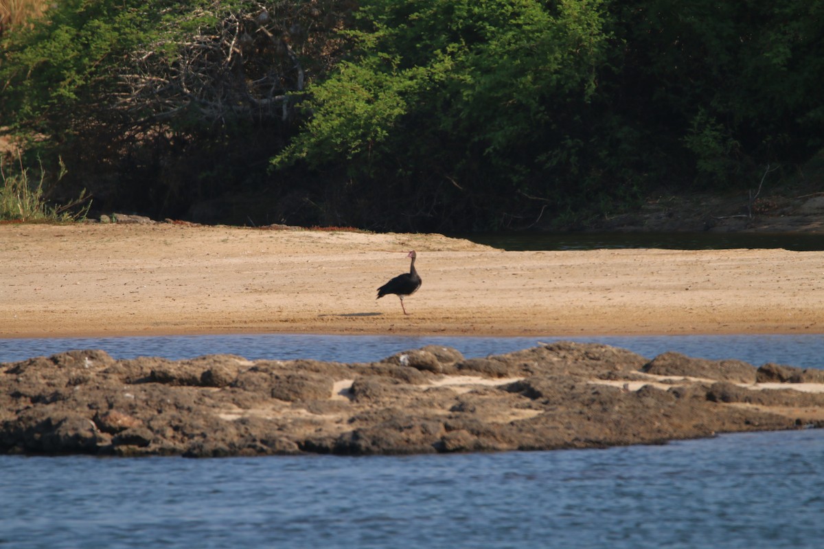 Spur-winged Goose - ML614527595