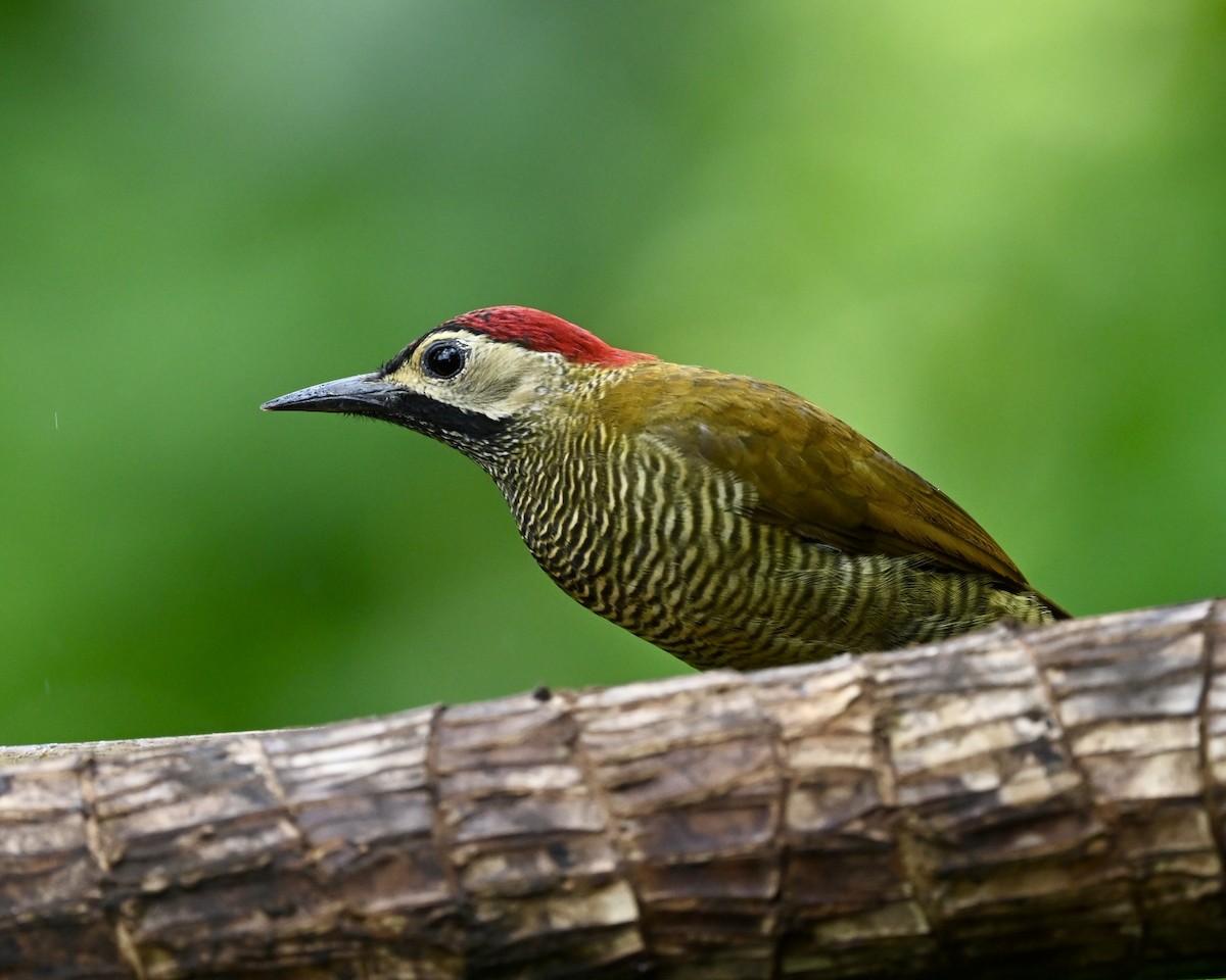 Golden-olive Woodpecker (rubripileus) - ML614527605