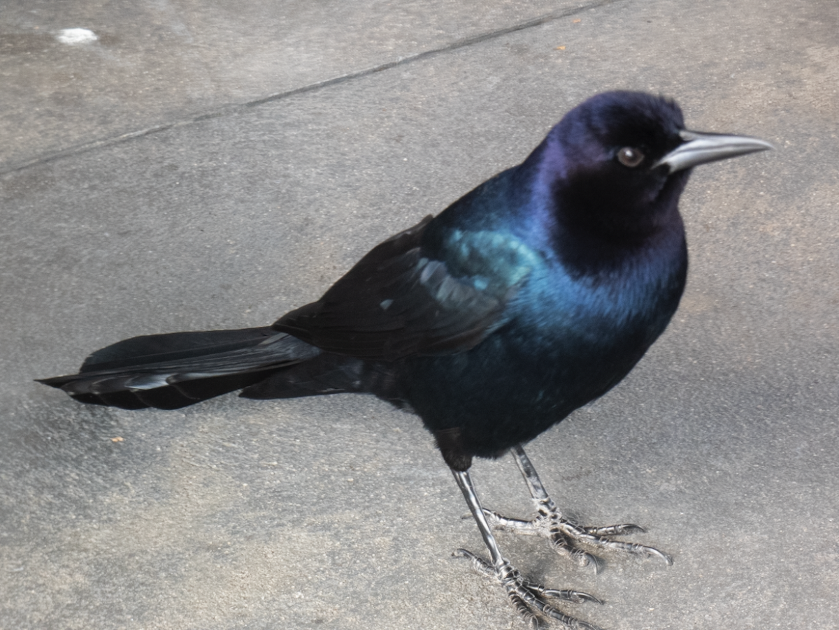 Boat-tailed Grackle - ML614527657