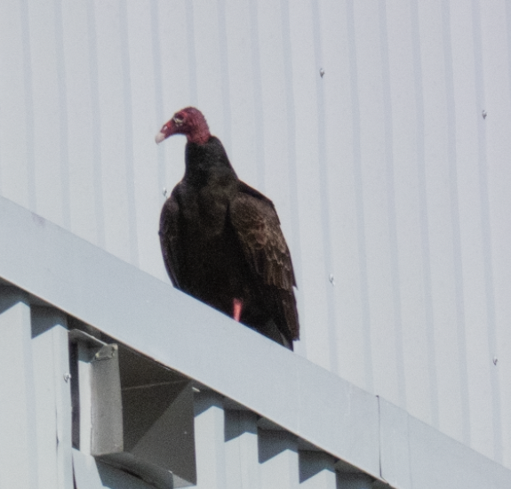 Turkey Vulture - ML614527700