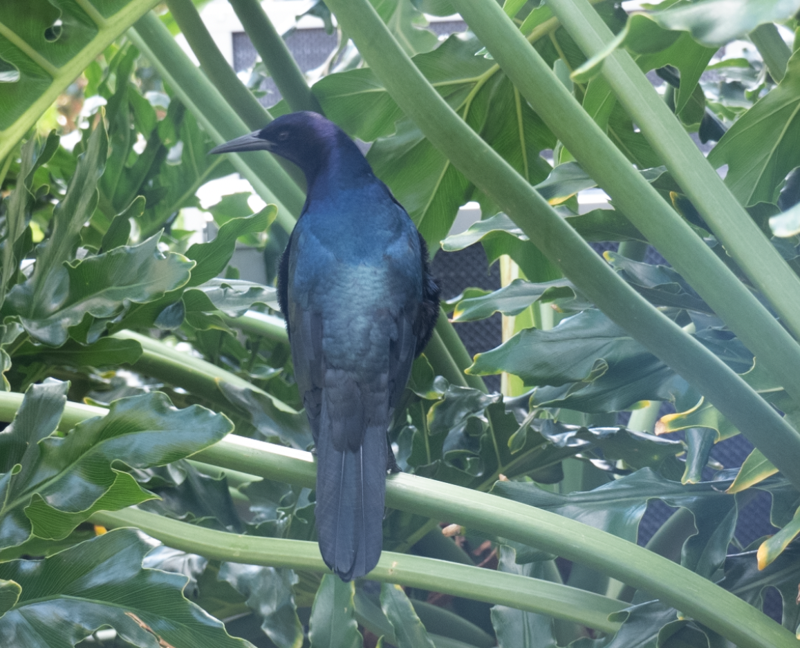 Boat-tailed Grackle - ML614527720