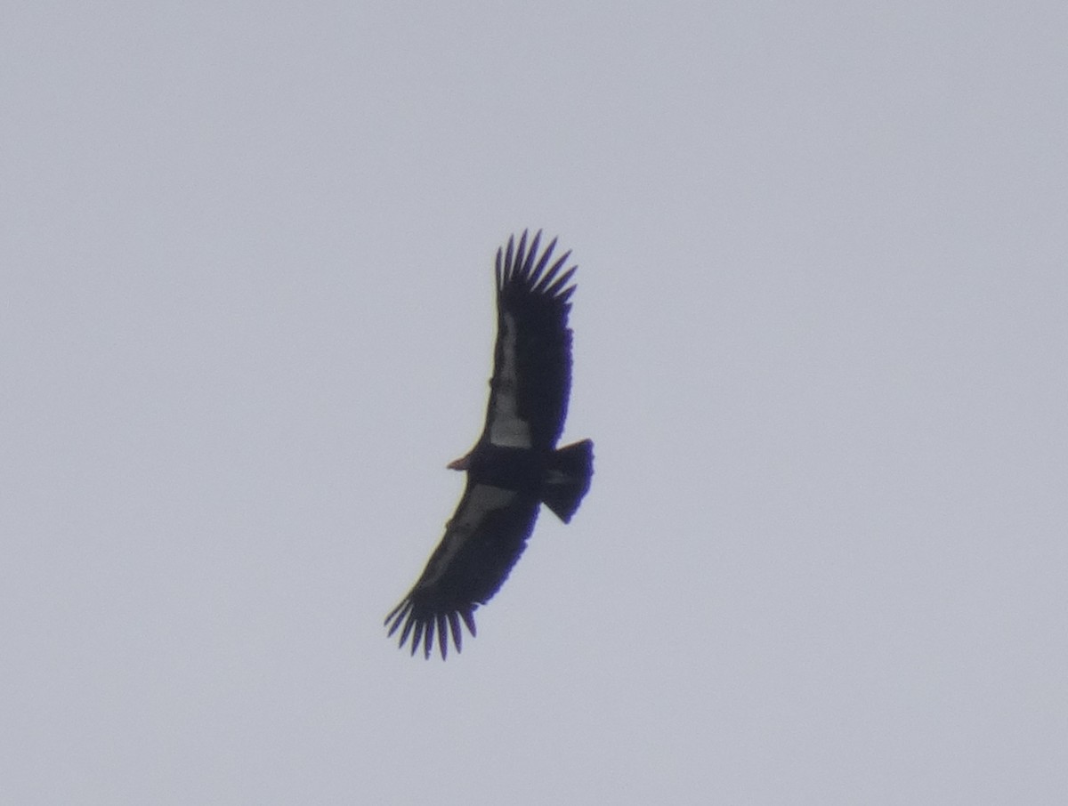 California Condor - ML614527936