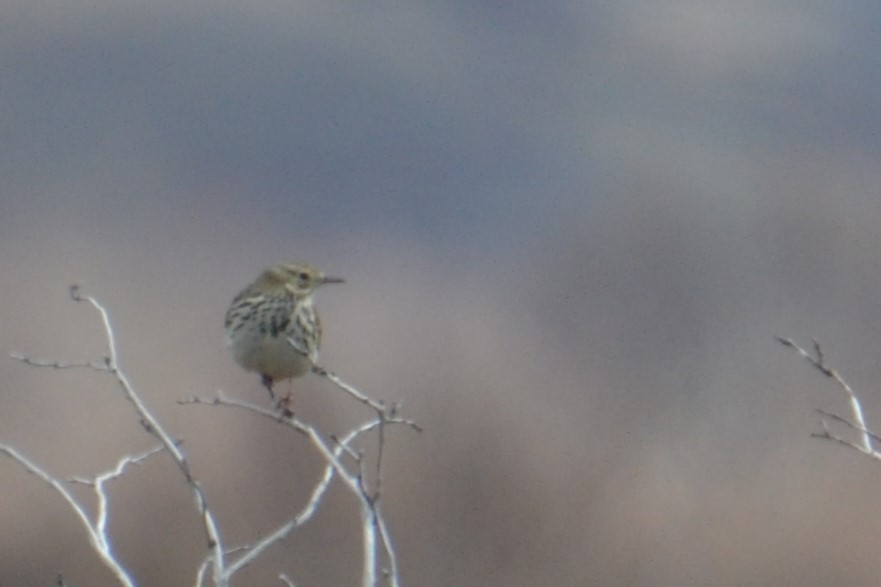 Meadow Pipit - Ted Armstrong