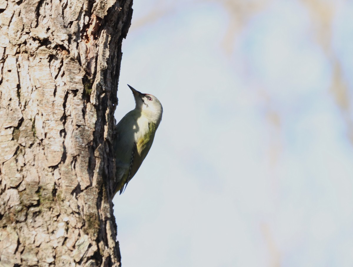 Gray-headed Woodpecker - ML614528046