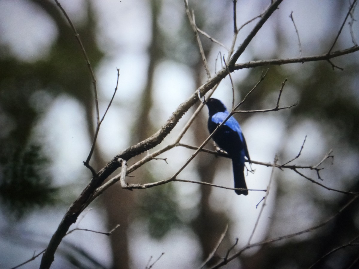 Asian Fairy-bluebird - ML614528209