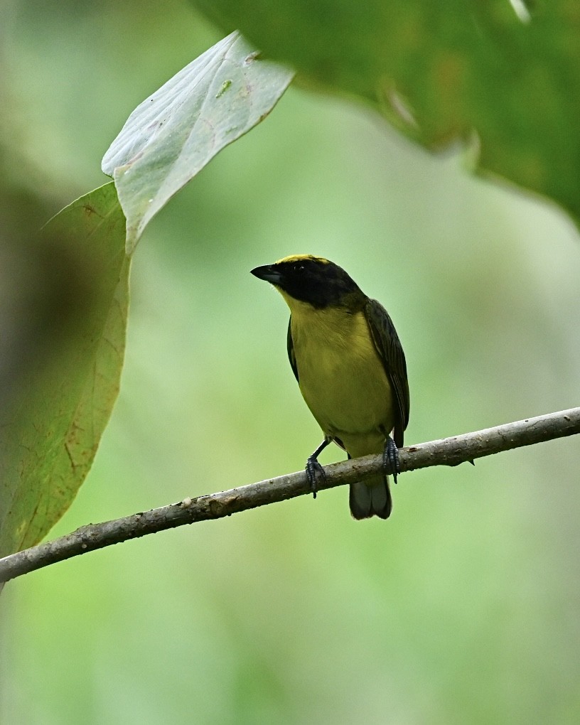 Thick-billed Euphonia (Thick-billed) - ML614528242
