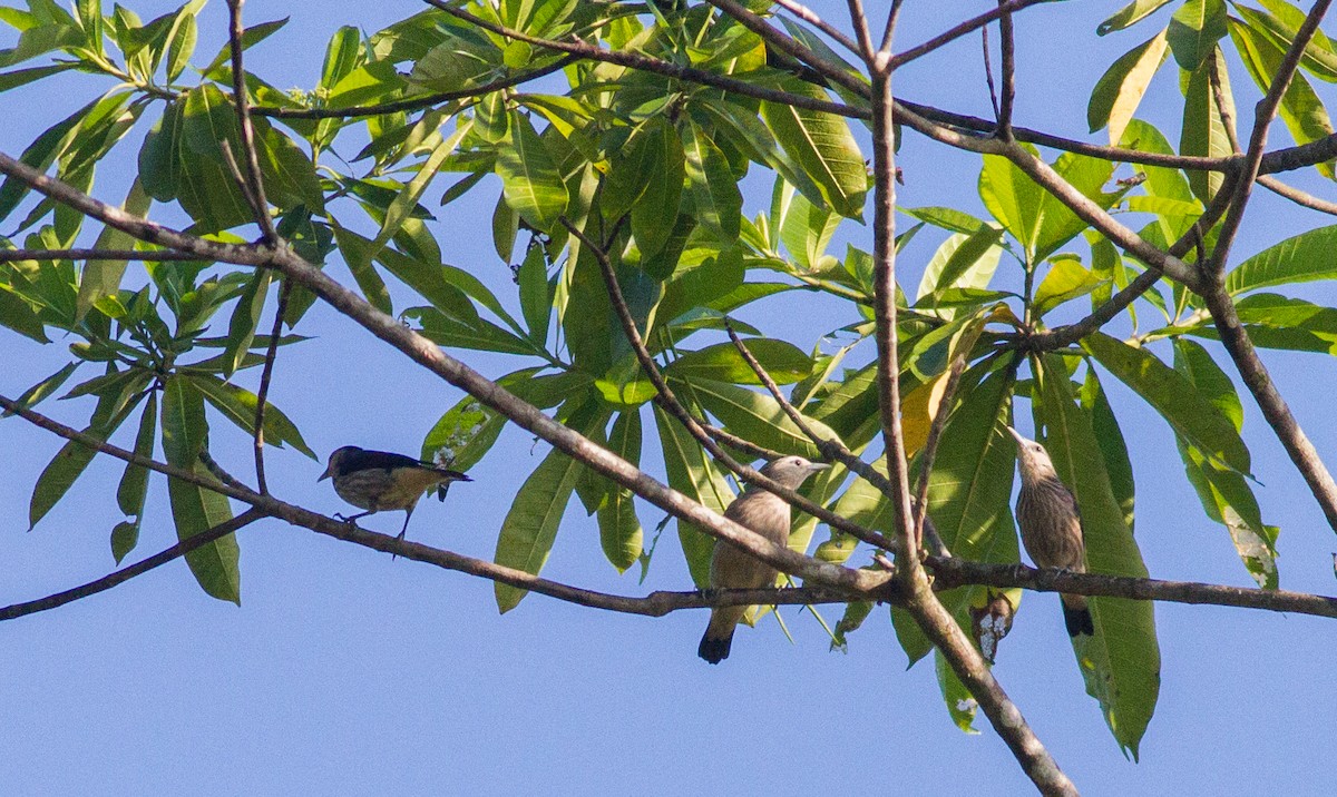 White-faced Starling - ML614528243