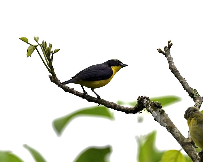 Thick-billed Euphonia (Thick-billed) - ML614528370