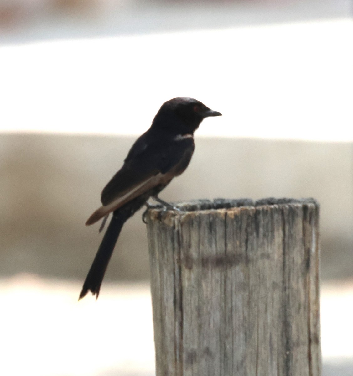Fork-tailed Drongo - ML614528466