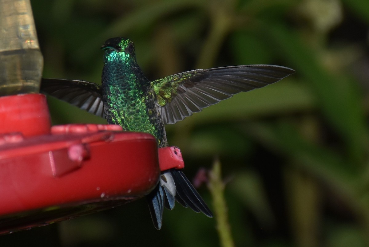 Steely-vented Hummingbird - David Wheeler