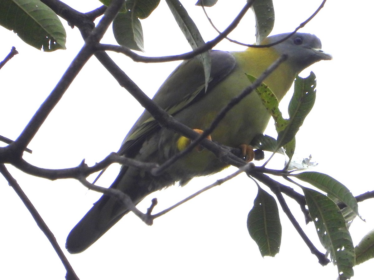 Yellow-footed Green-Pigeon - ML614528870
