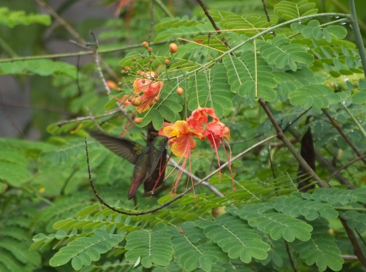 Rufous-tailed Hummingbird - ML614528937