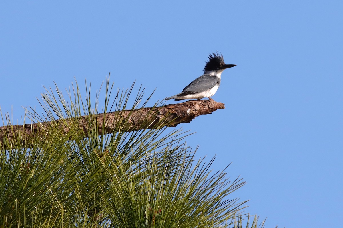 Belted Kingfisher - ML614529041