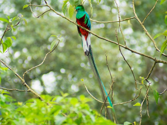 Male (Guatemalan) - Resplendent Quetzal (Guatemalan) - 
