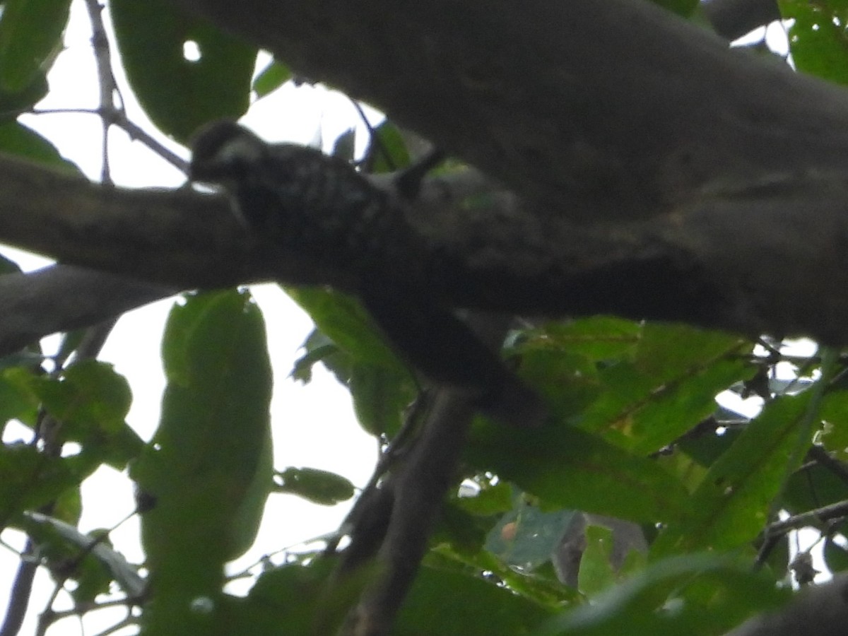 Brown-capped Pygmy Woodpecker - ML614529074