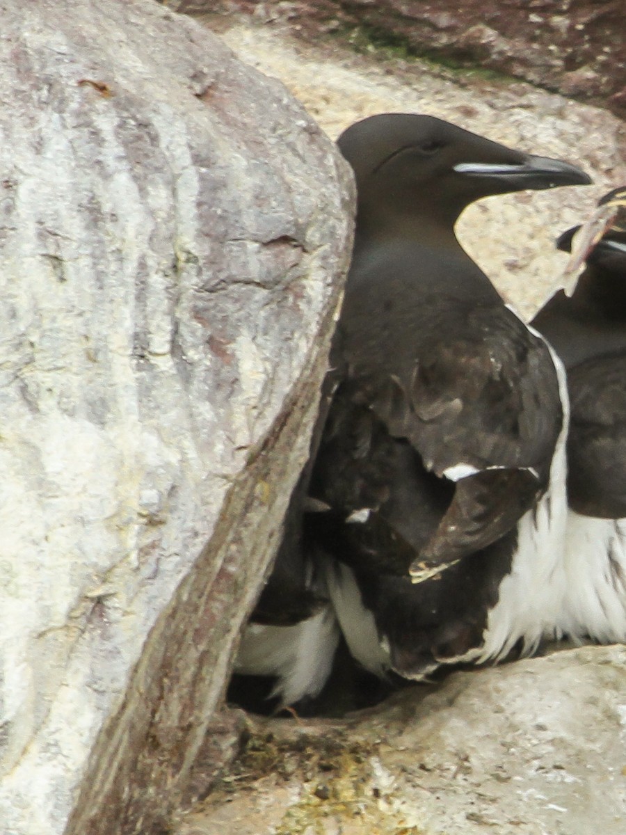 Thick-billed Murre - ML614529245