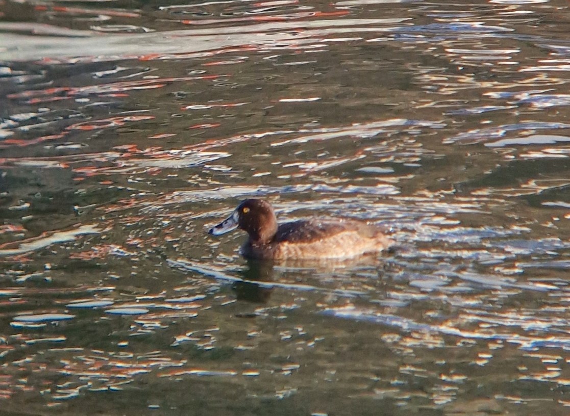 Tufted Duck - ML614529306