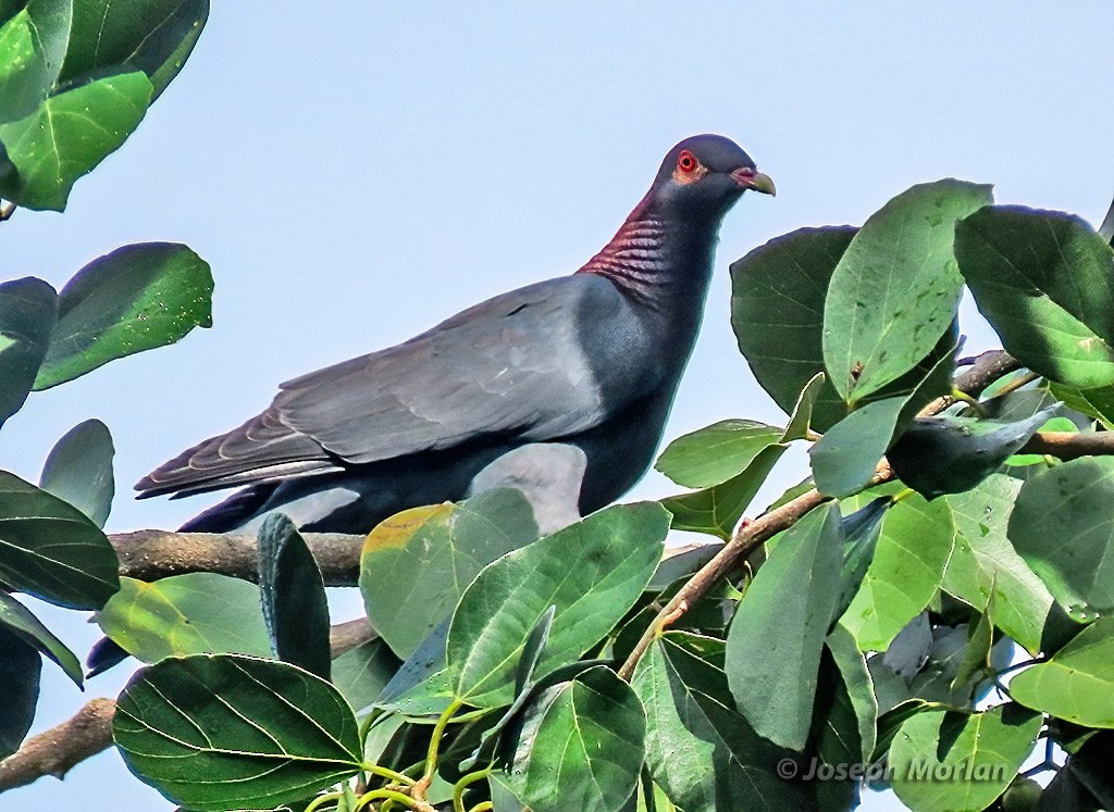 Pigeon à cou rouge - ML614529702