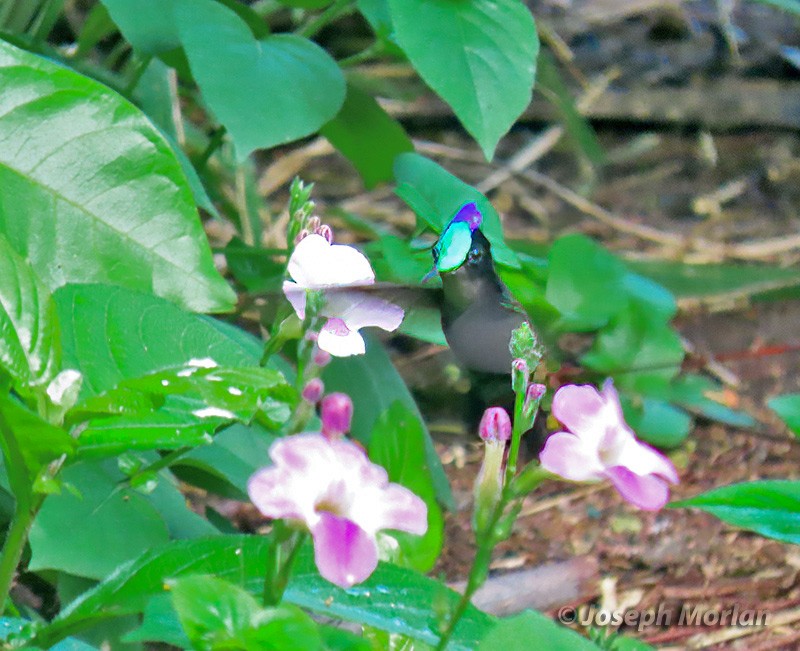 Antillean Crested Hummingbird - ML614529717