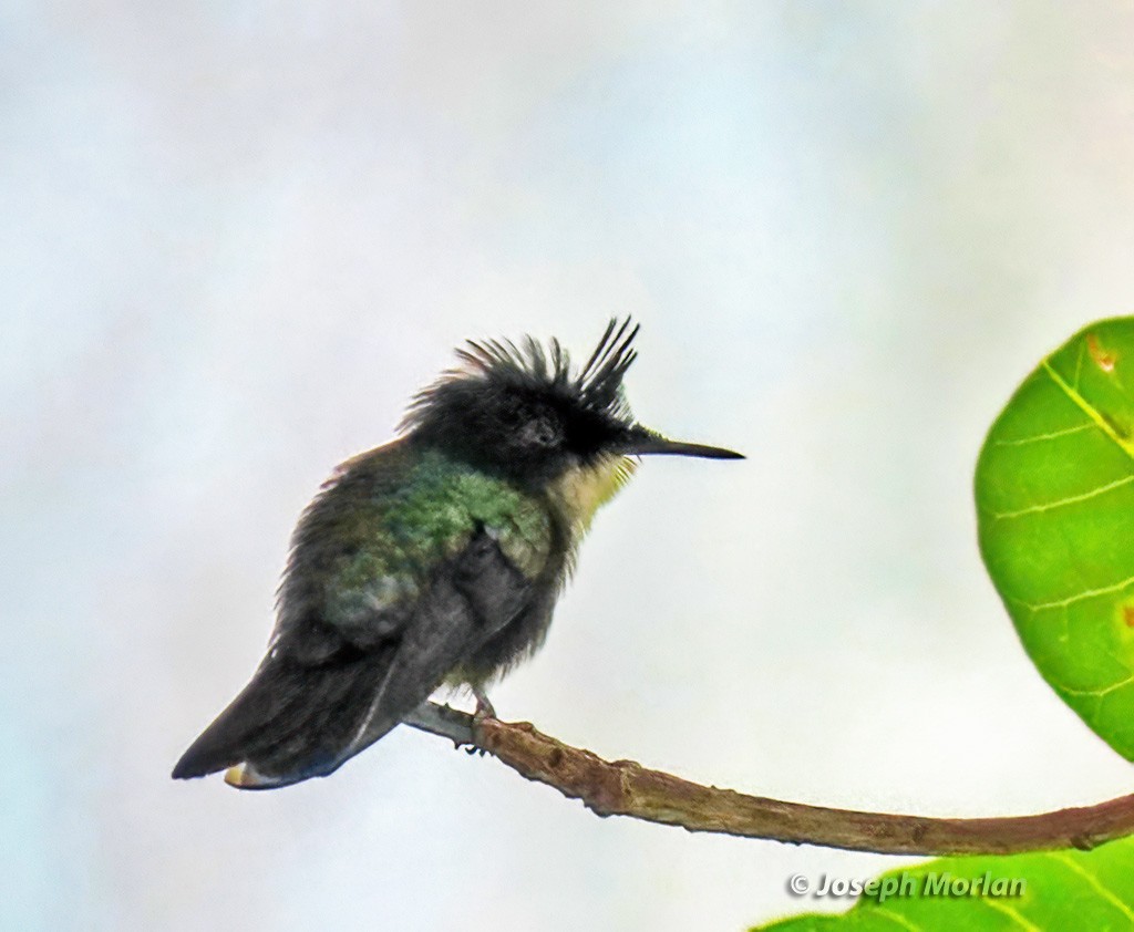 Antillean Crested Hummingbird - Joseph Morlan