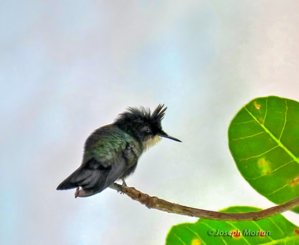 Antillean Crested Hummingbird - ML614529719