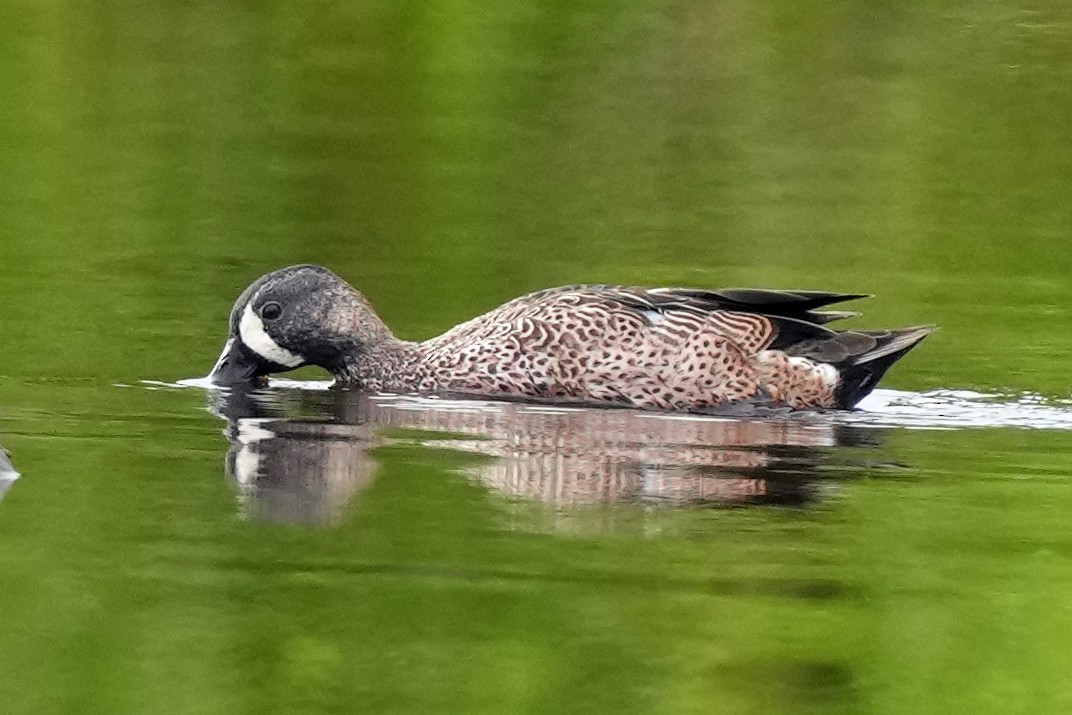 Blue-winged Teal - ML614529740