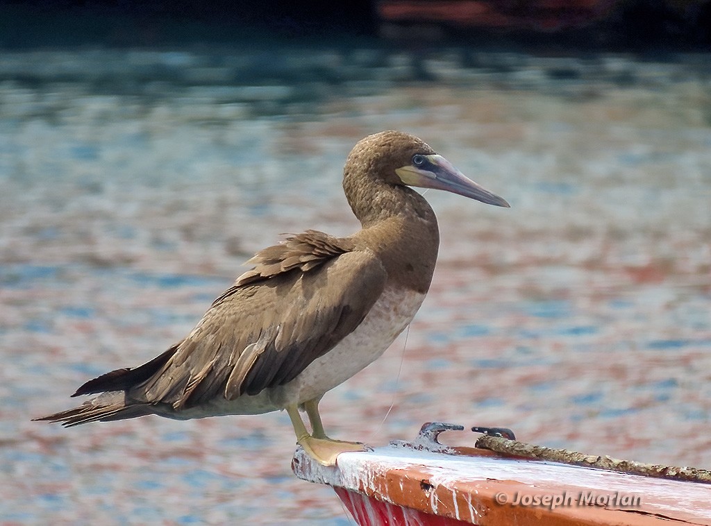 Brown Booby - ML614529744