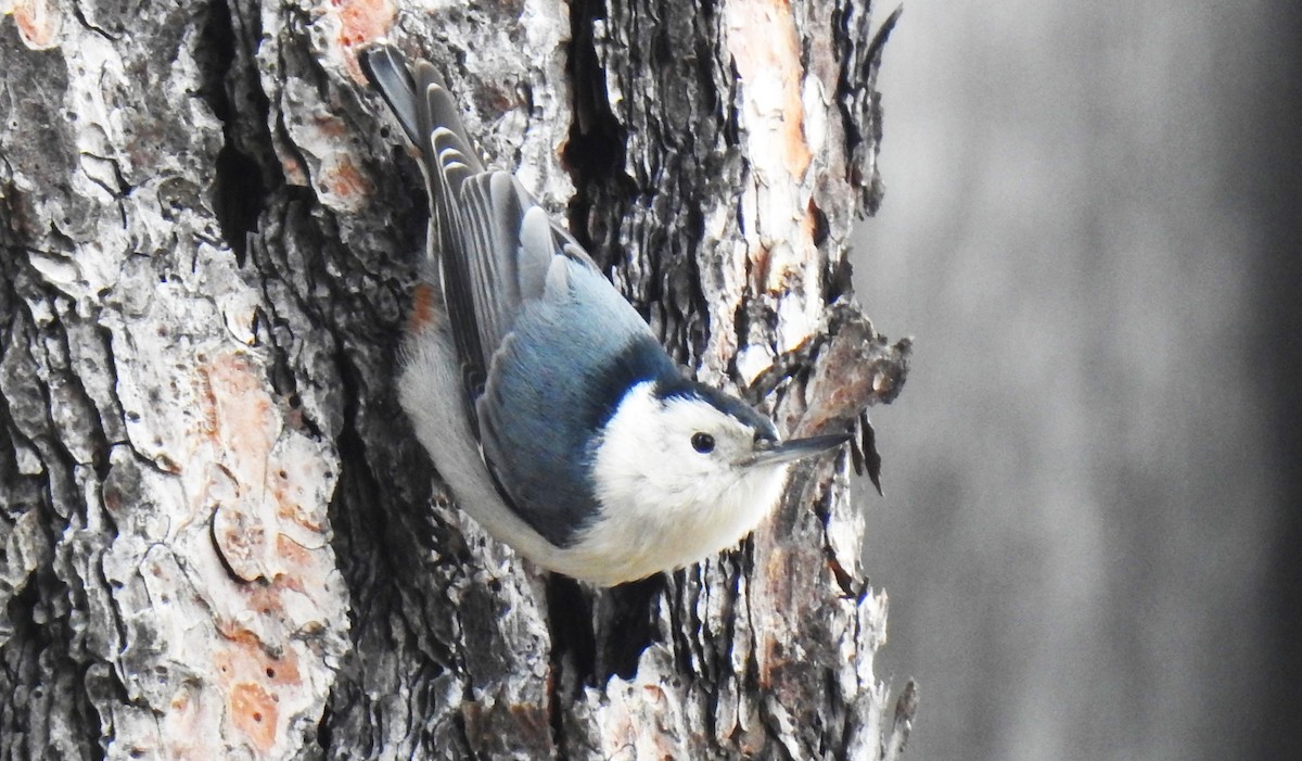 White-breasted Nuthatch - ML614529776
