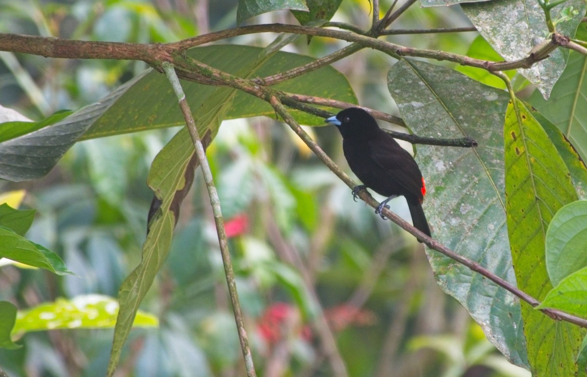 Scarlet-rumped Tanager - ML614529885
