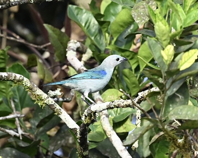 Blue-gray Tanager (Blue-gray) - ML614529975