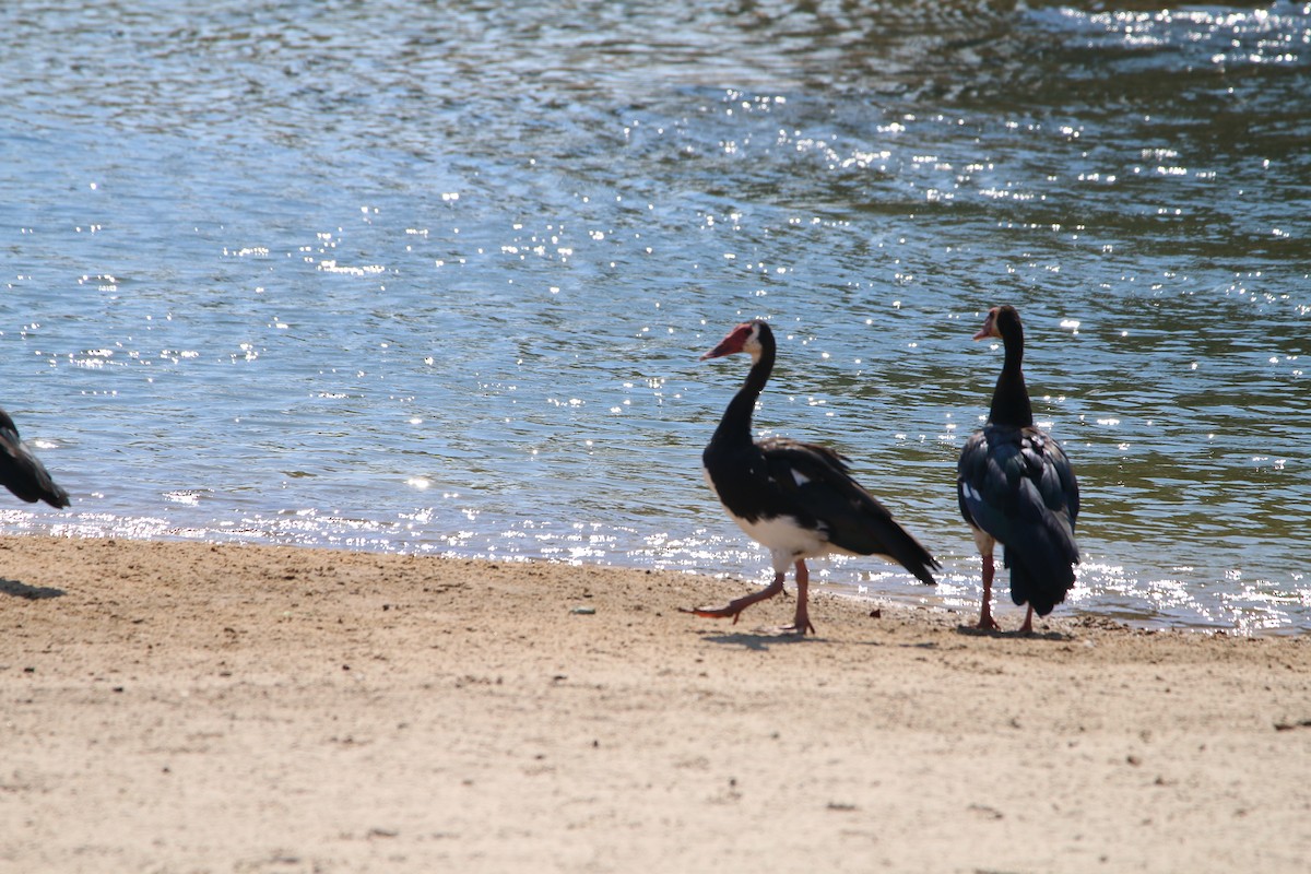 Spur-winged Goose - ML614530073