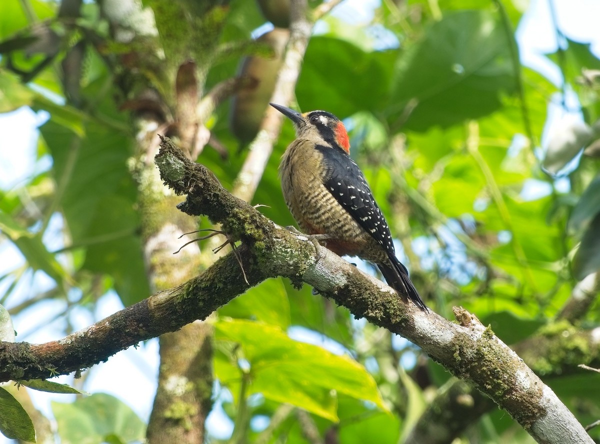 Black-cheeked Woodpecker - ML614530078