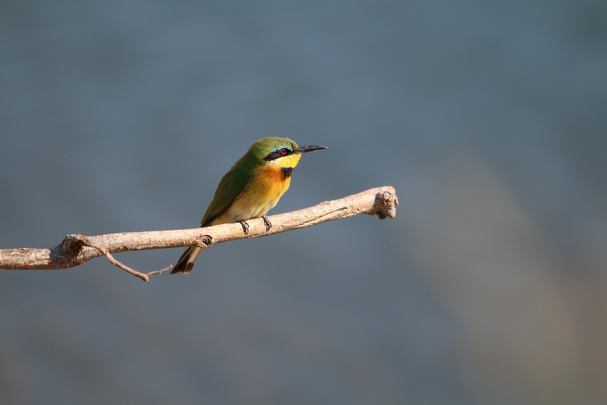 Little Bee-eater - ML614530119